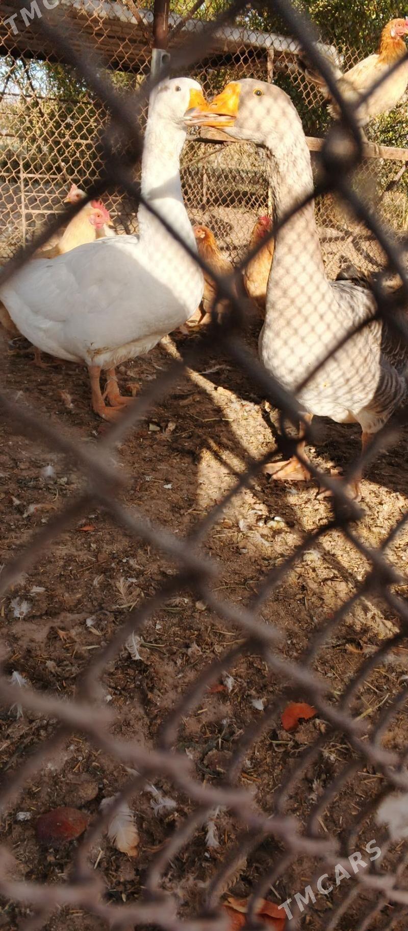 gus - Oguz han - img 2