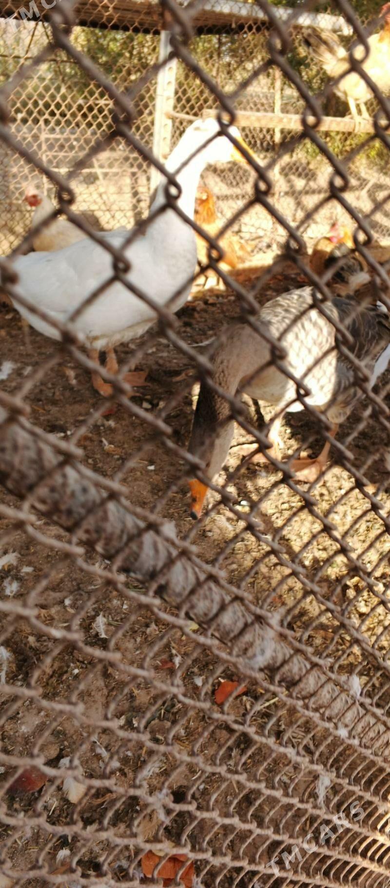 gus - Oguz han - img 3