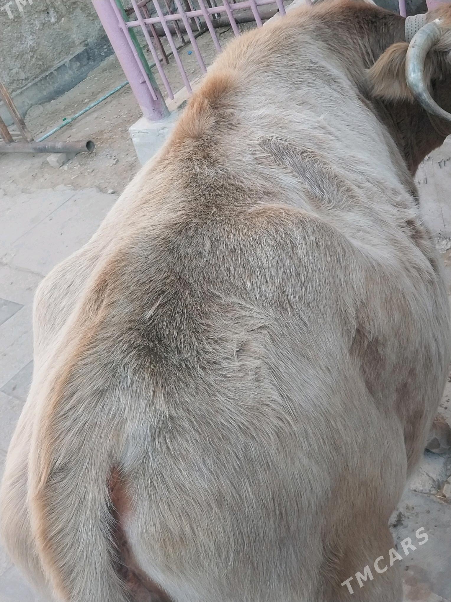 SYGYR - Балканабат - img 2