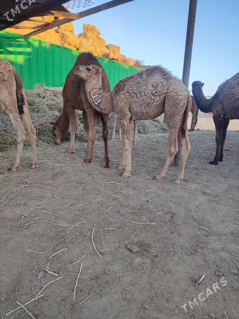 torum - Эсенгулы - img 3