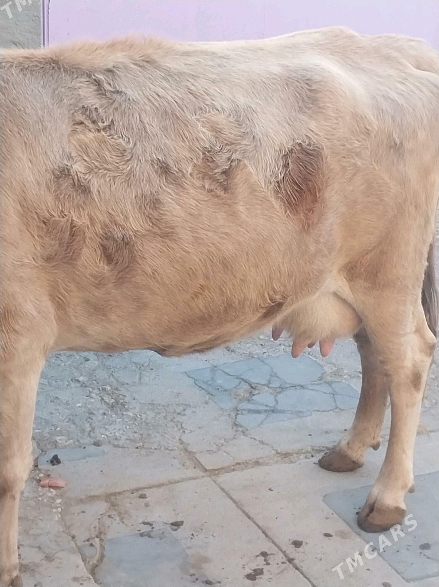 SYGYR - Балканабат - img 5