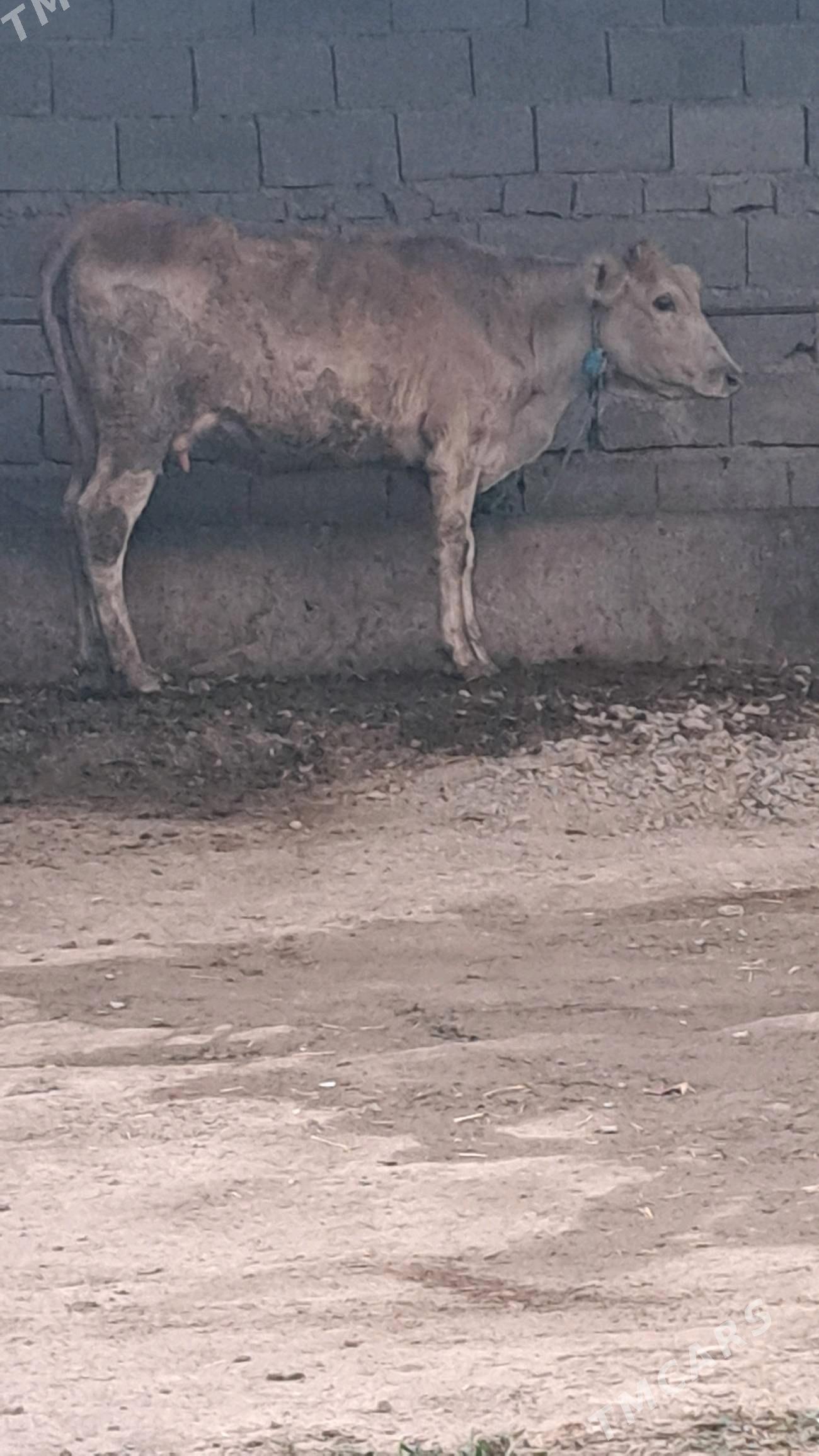 Gysyr tuwe 1 guzlan - Bäherden - img 2