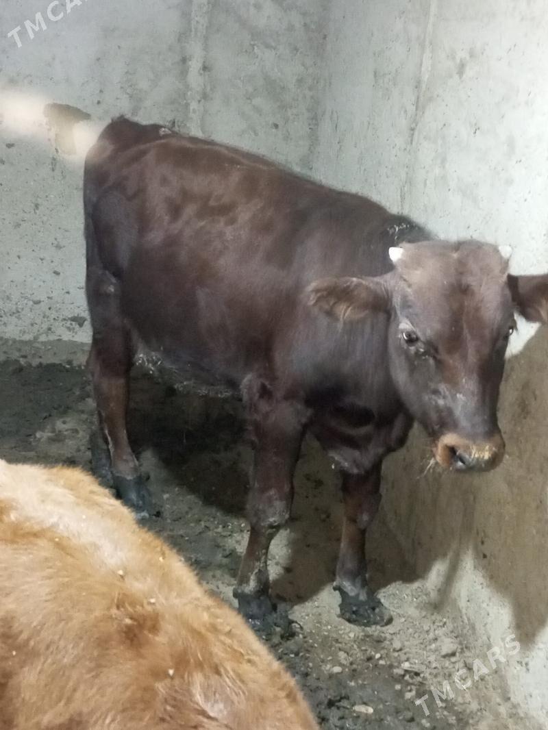 öküz - Jebel - img 2