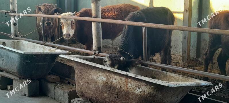 arzan 5.okiz - Büzmeýin - img 2