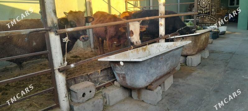 arzan 5.okiz - Büzmeýin - img 4