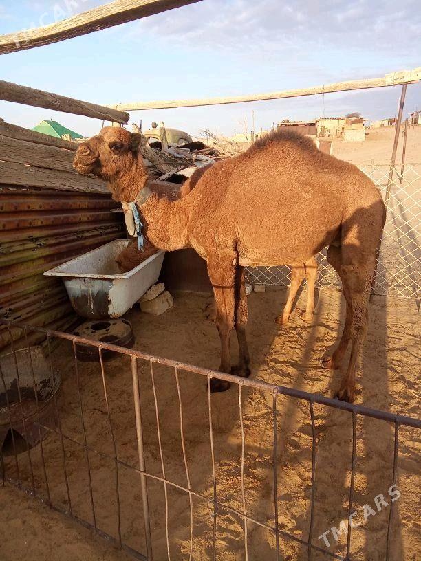 ogşuk - Balkanabat - img 2