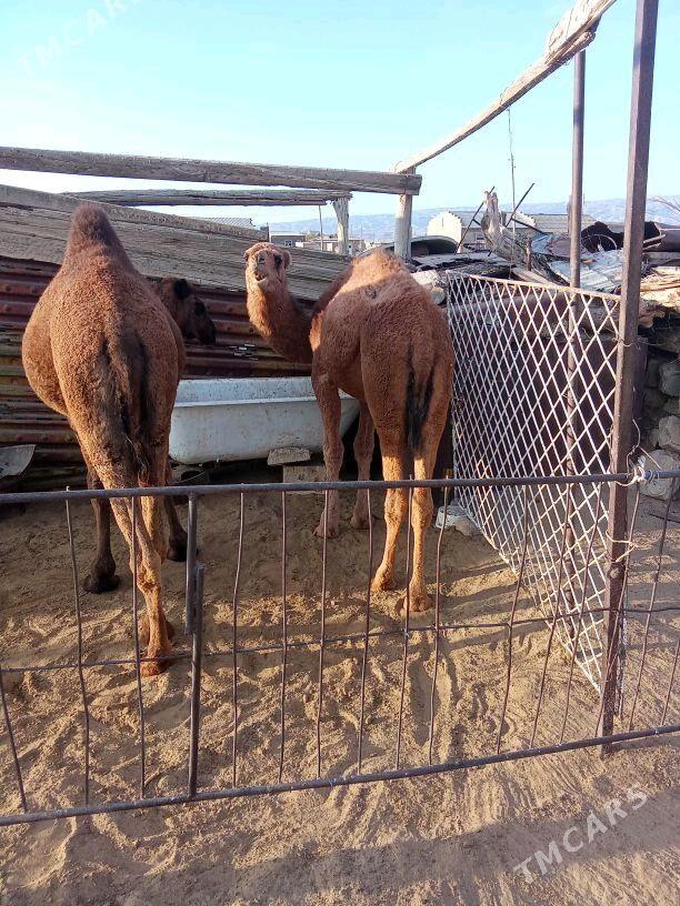 ogşuk - Balkanabat - img 3