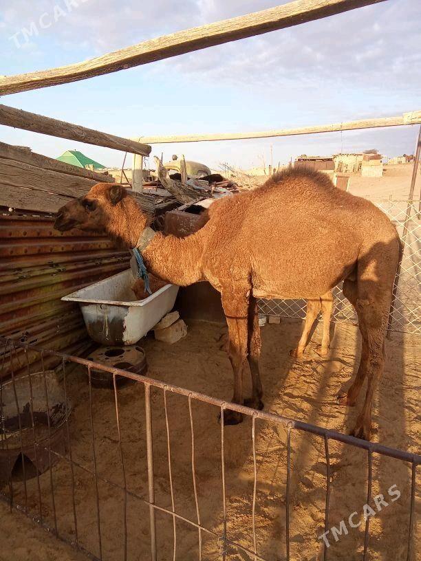 ogşuk - Balkanabat - img 1