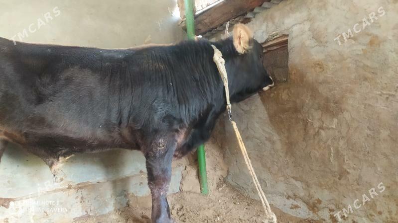 okuz - Чоганлы - img 2