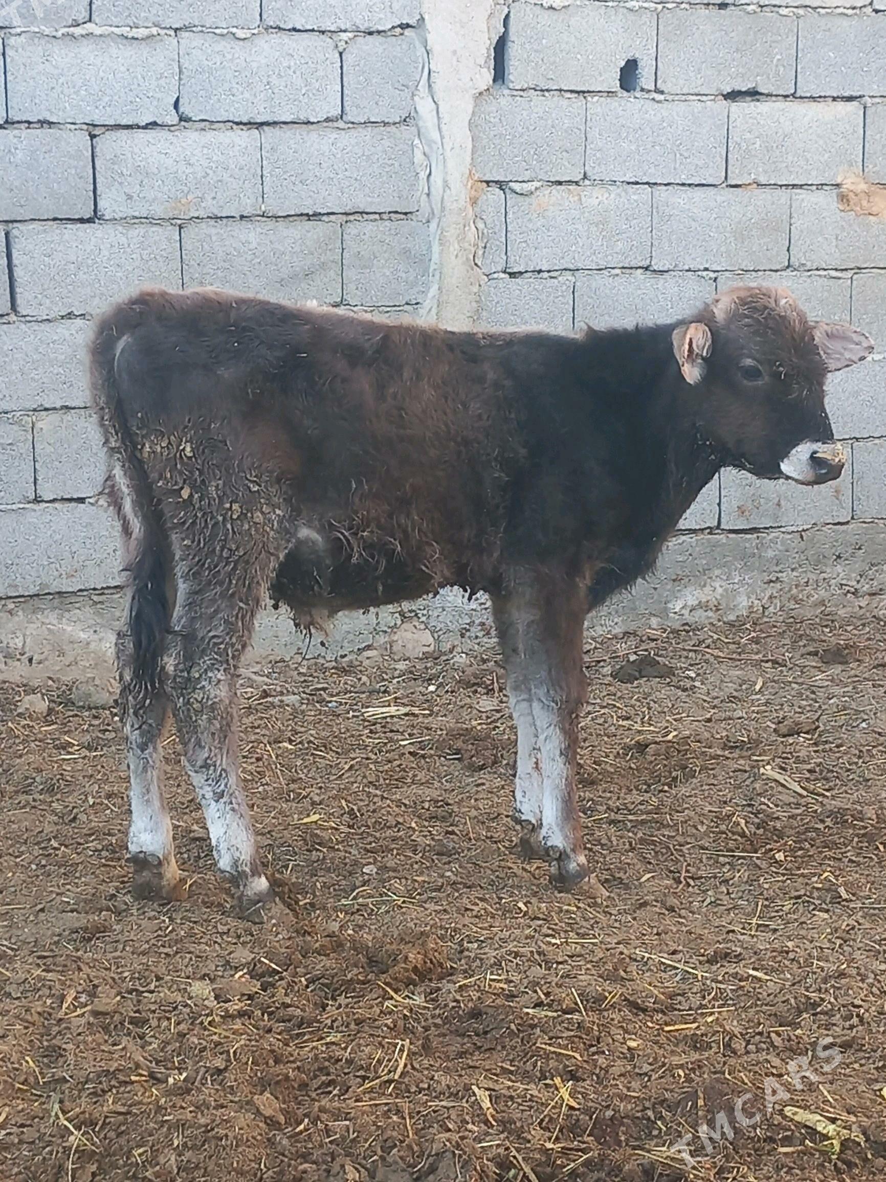 Okuzce - Бахарден - img 2