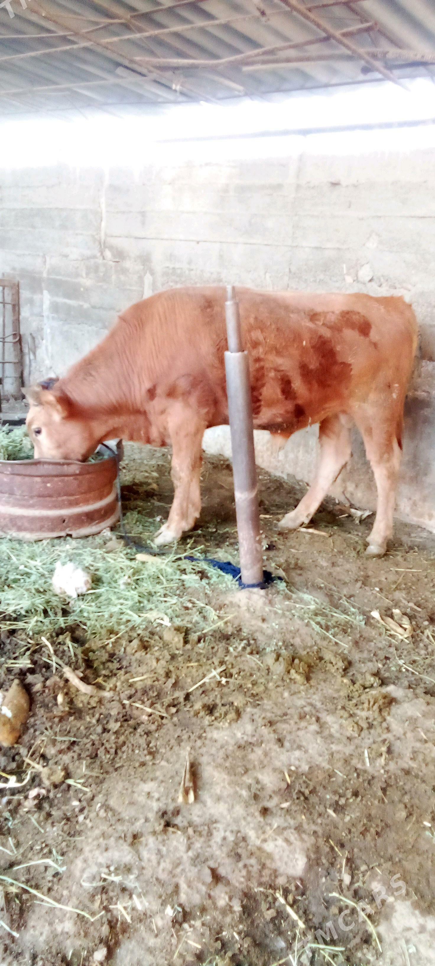 õküz - Яшлык - img 2