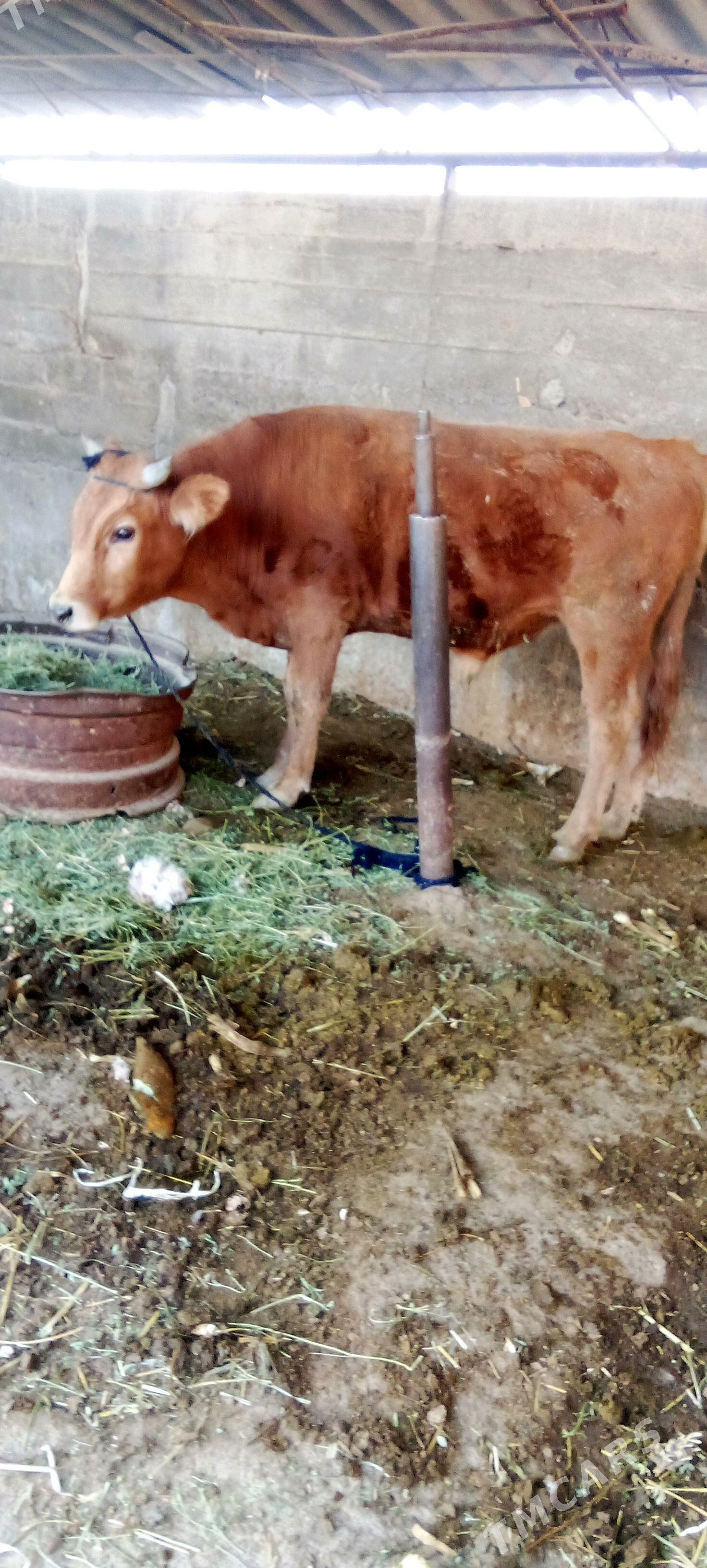 õküz - Яшлык - img 5