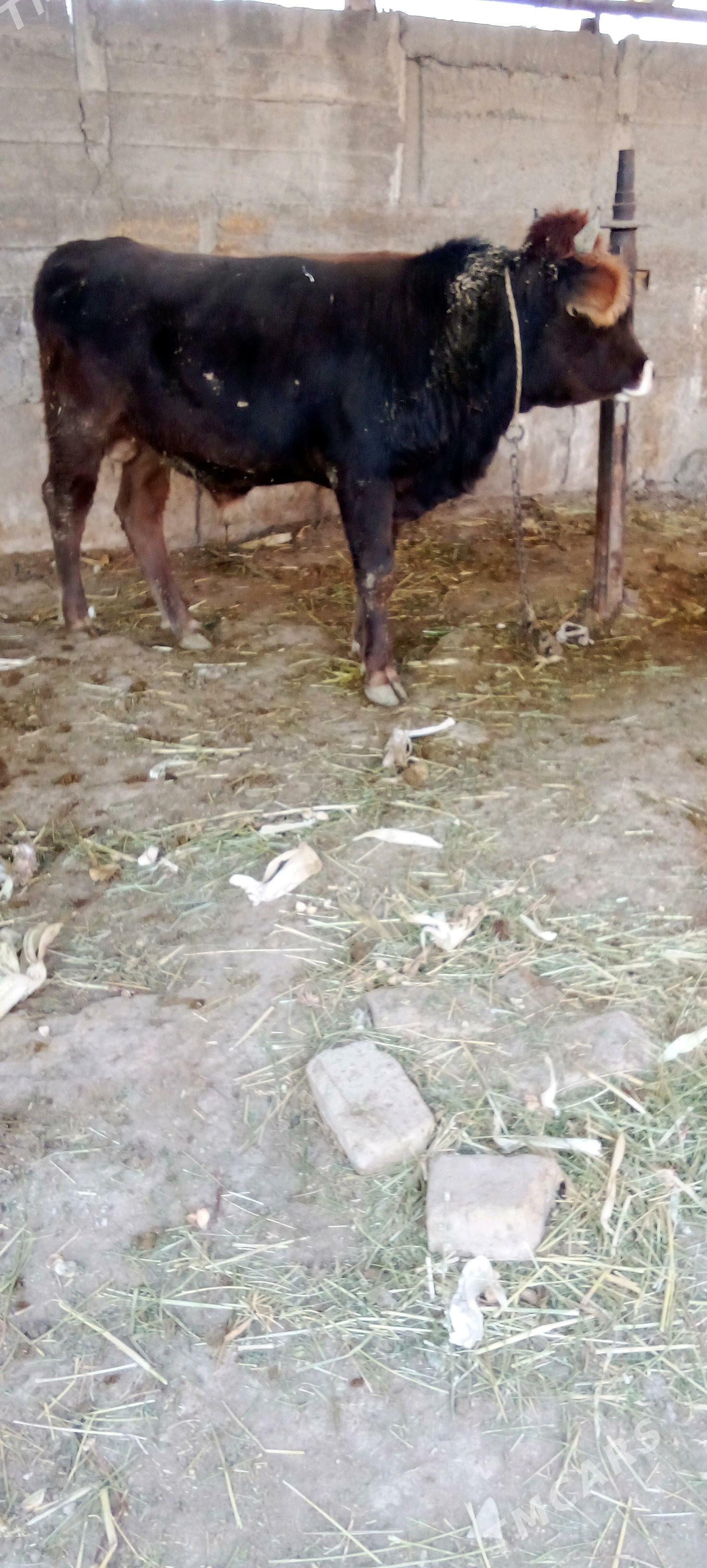 õküz - Яшлык - img 3