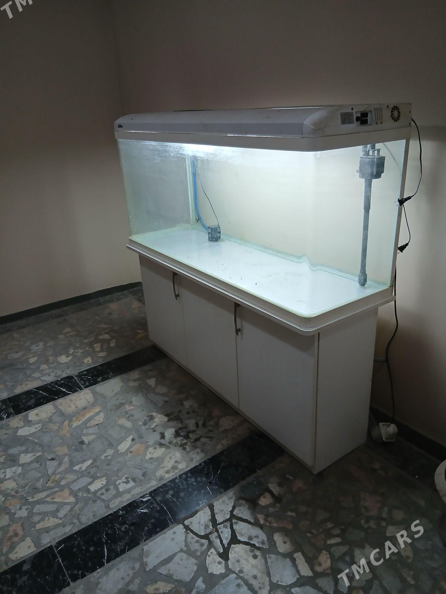 аквариум - Aşgabat - img 3