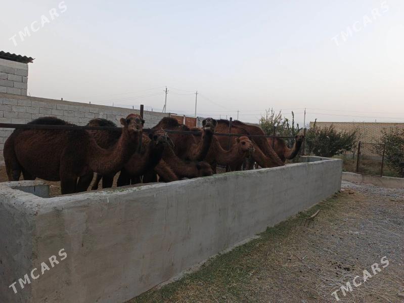 Ogşuk - Bäherden - img 4