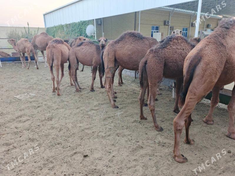 Ogşuk - Bäherden - img 2