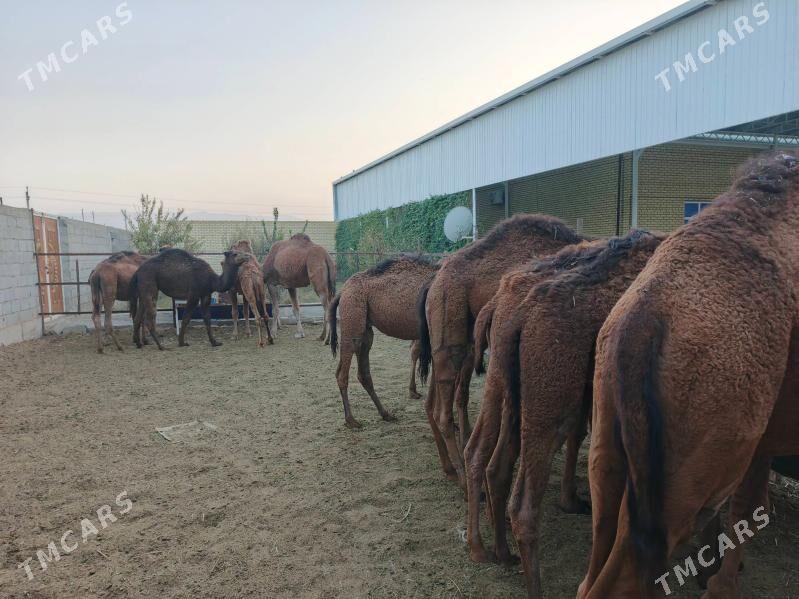 Ogşuk - Bäherden - img 3