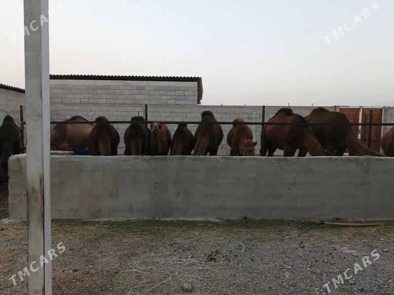 Ogşuk - Bäherden - img 5