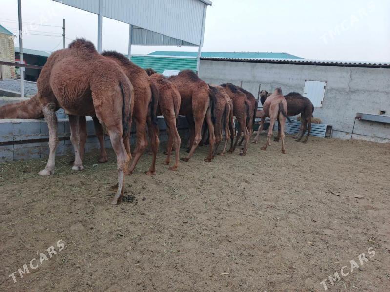 Ogşuk - Bäherden - img 1