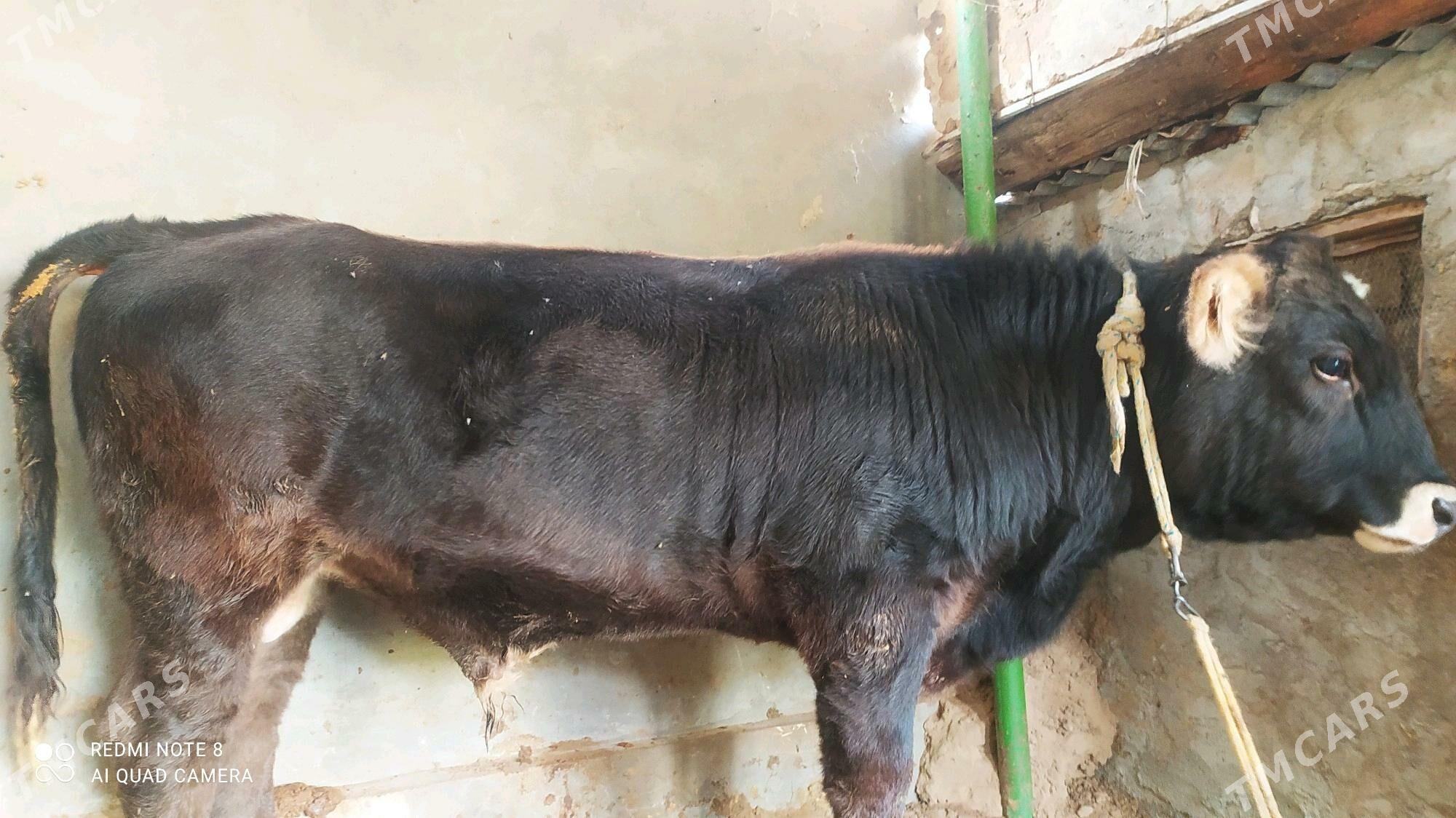 okuz - Чоганлы - img 4