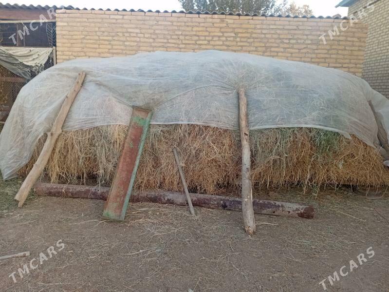 yorunja - Mary - img 1