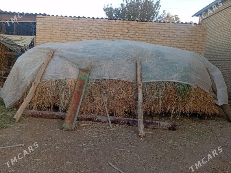 yorunja - Mary - img 2