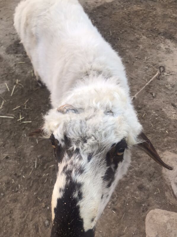 ak kockar kalak - Şabat etr. - img 4