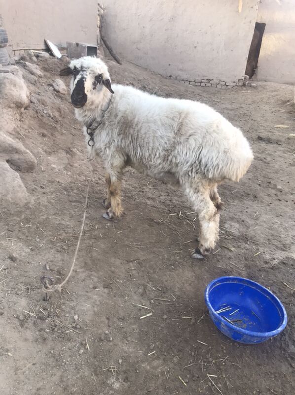 ak kockar kalak - Şabat etr. - img 2