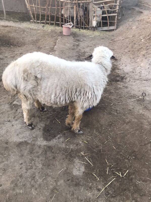 ak kockar kalak - Şabat etr. - img 3