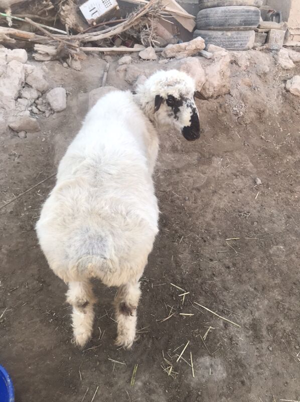 ak kockar kalak - Şabat etr. - img 5