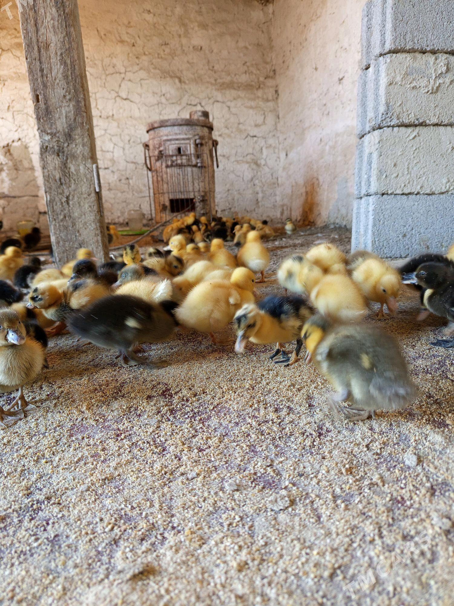 ördek jüýjesi - Берекет - img 2