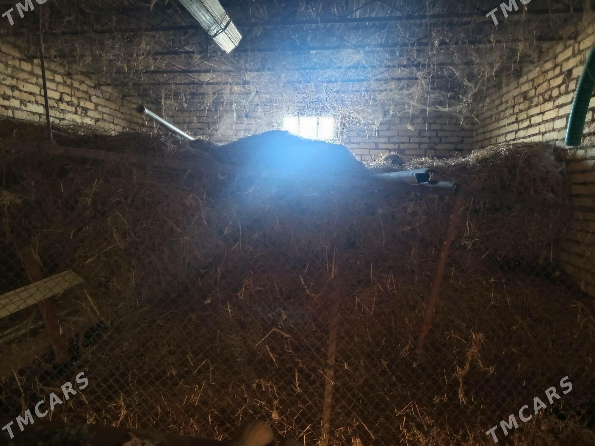 mal ot - Дянев - img 2