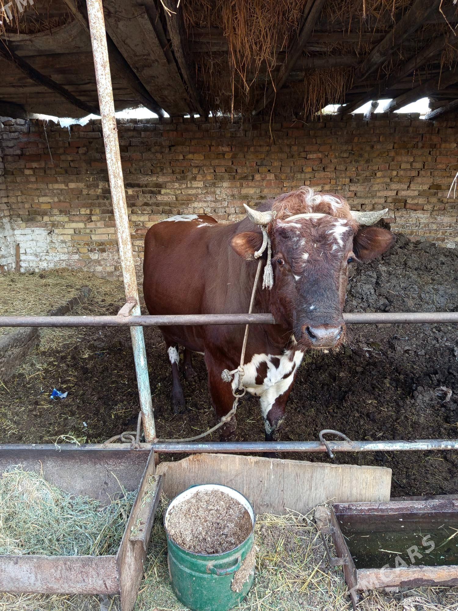 semiz okuz - Туркменабат - img 5