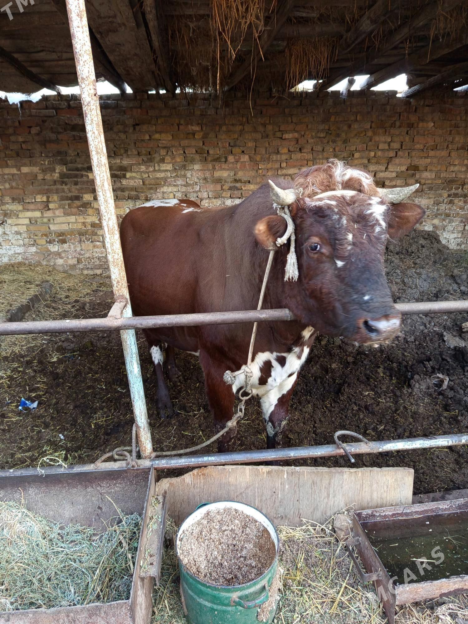 semiz okuz - Туркменабат - img 6