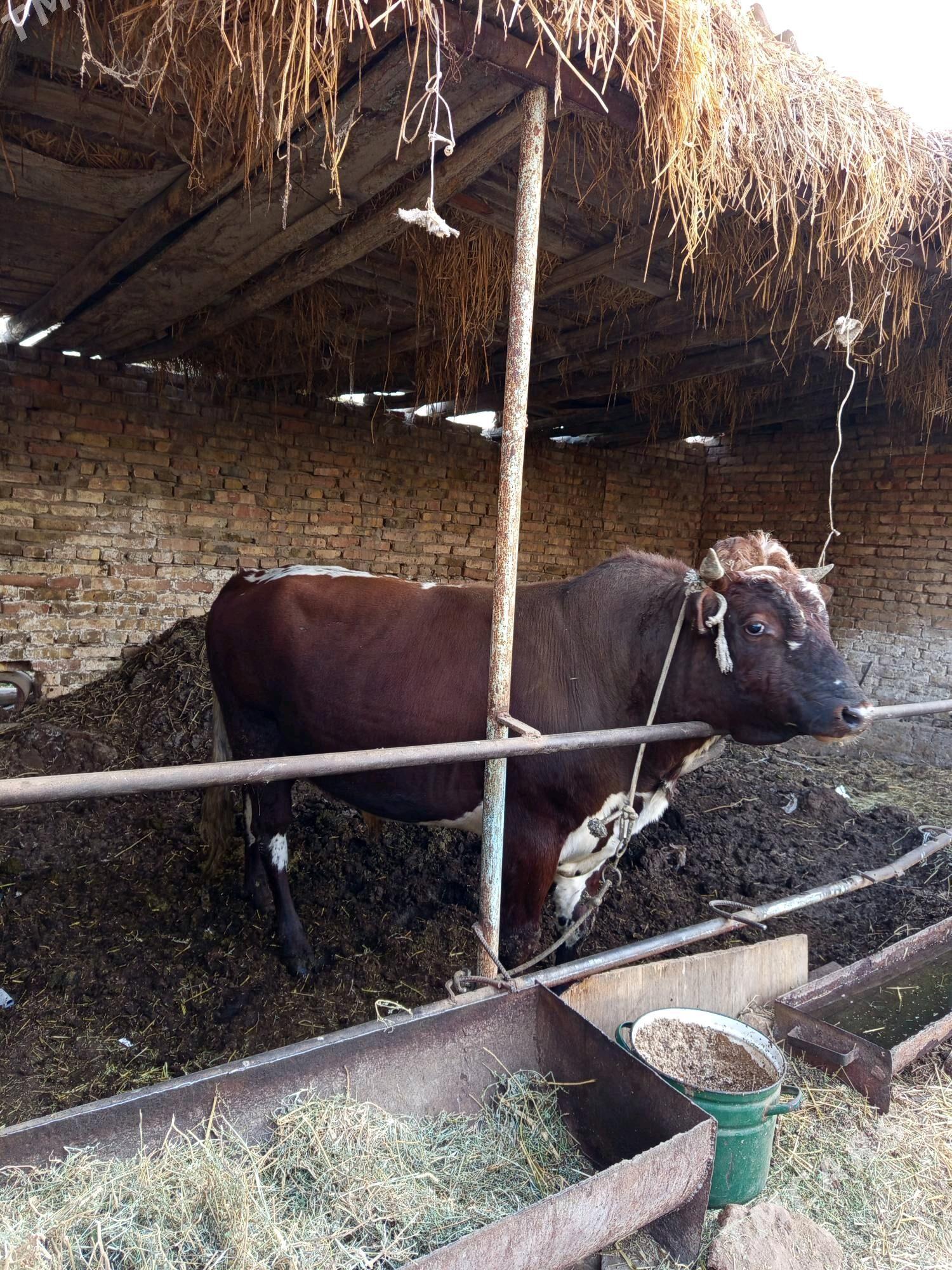 semiz okuz - Туркменабат - img 3