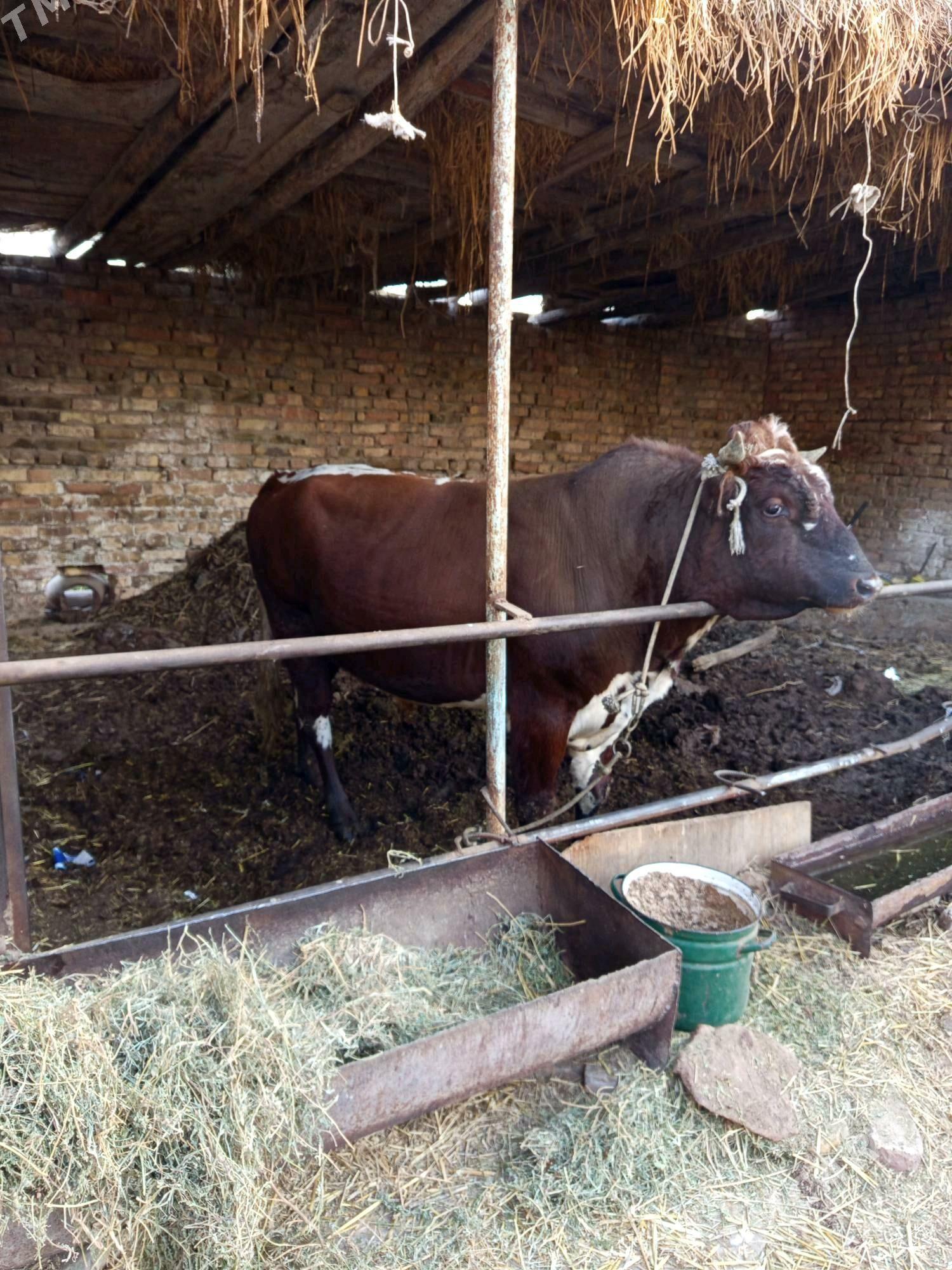 semiz okuz - Туркменабат - img 2