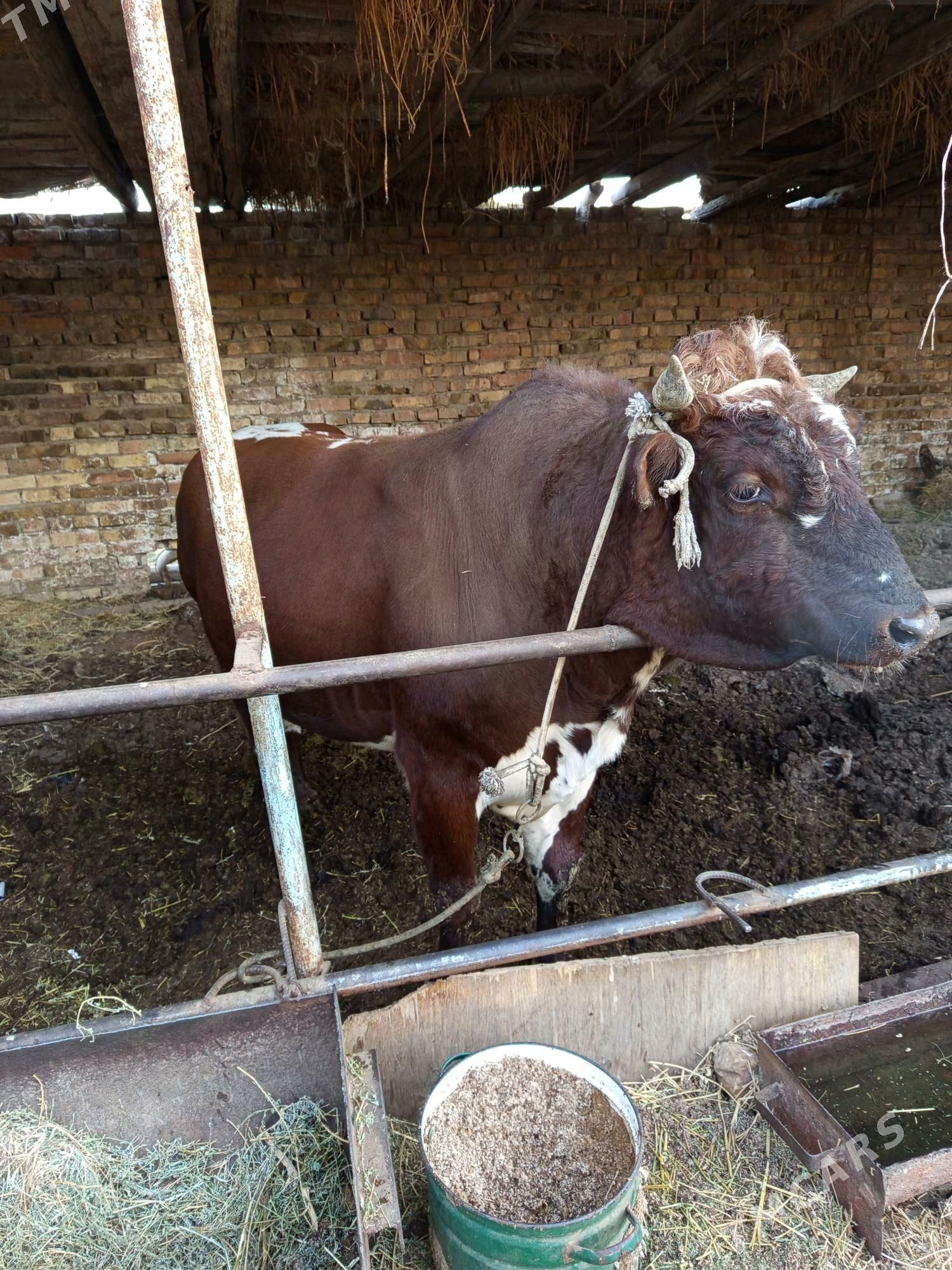 semiz okuz - Туркменабат - img 7