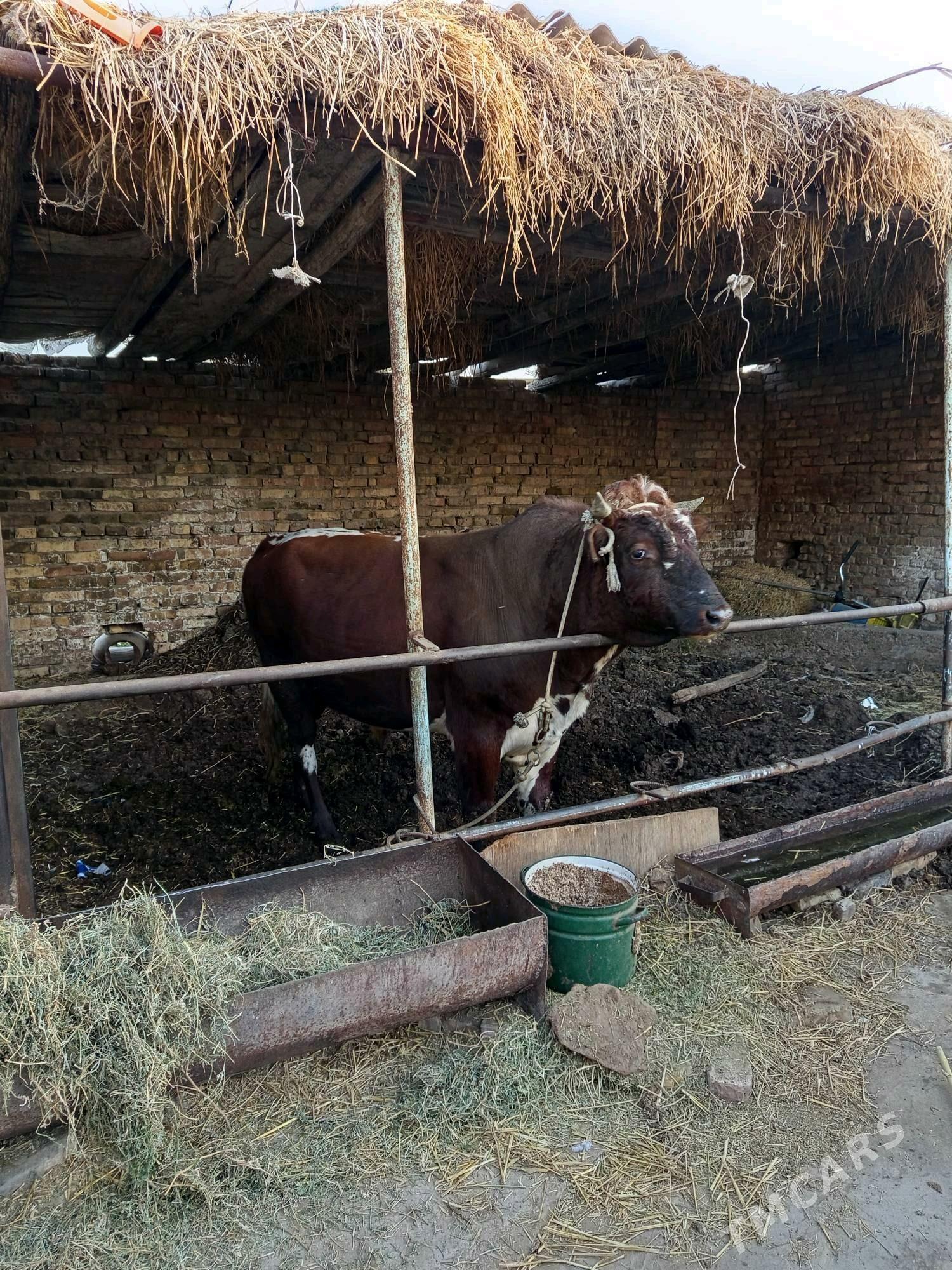 semiz okuz - Туркменабат - img 4