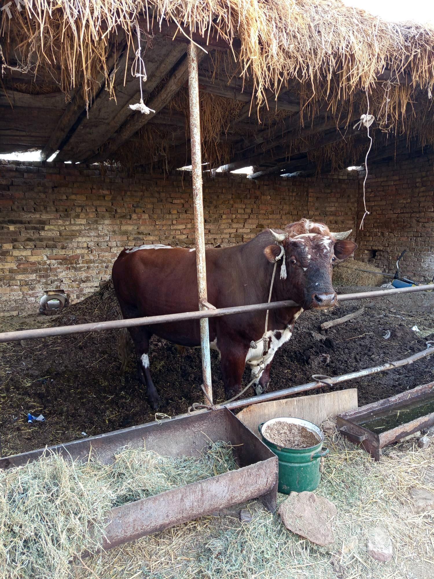 semiz okuz - Туркменабат - img 1