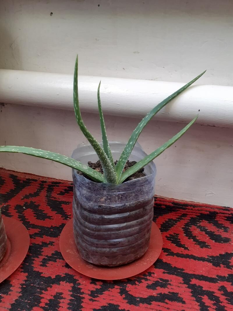 Алоэ вера - Туркменабат - img 6