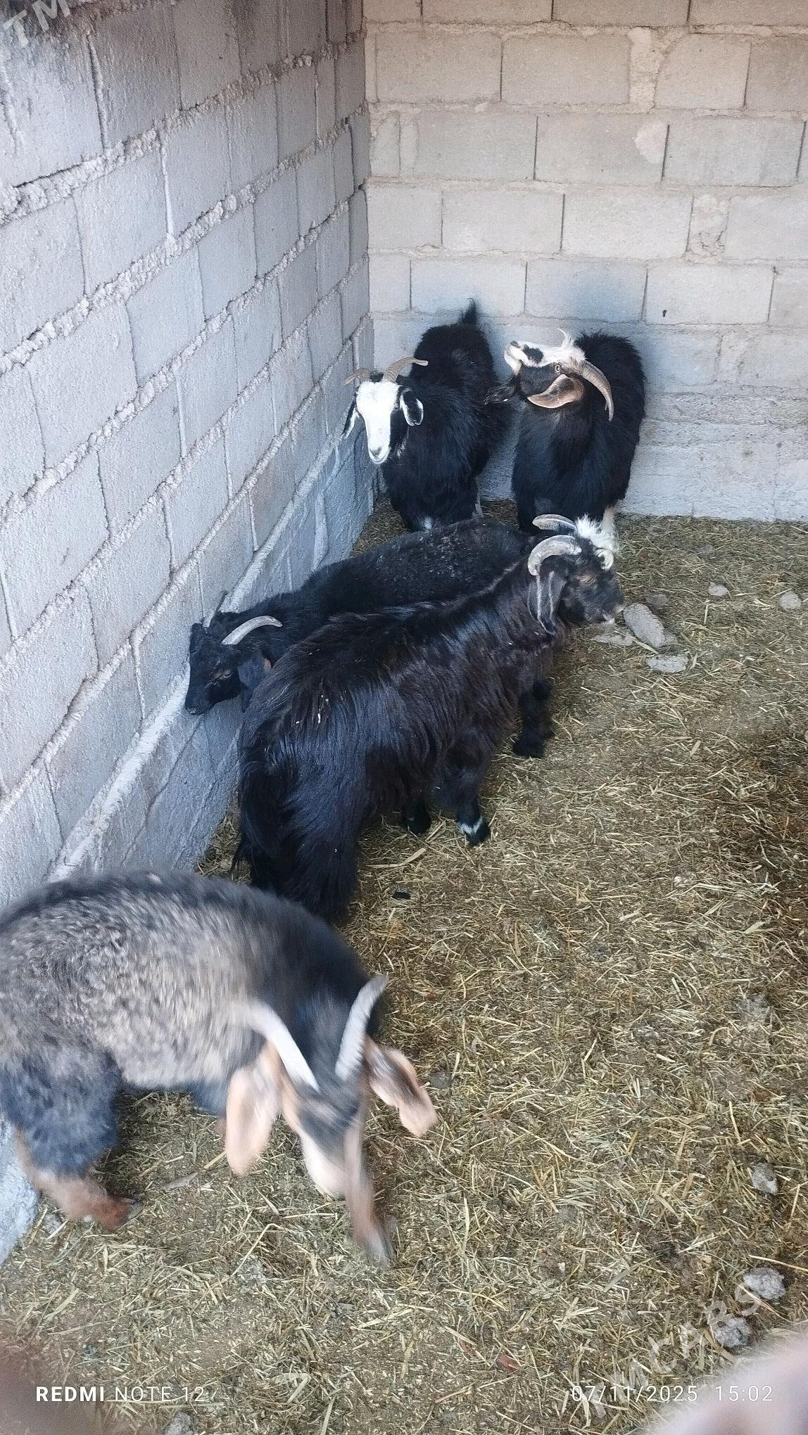 çewiş cewis - Кипджак - img 2