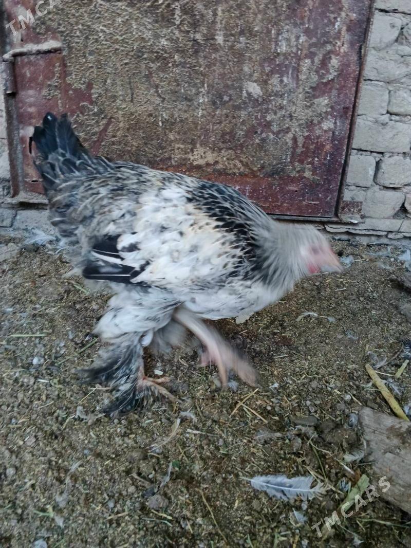 brama jüje - Wekilbazar - img 5