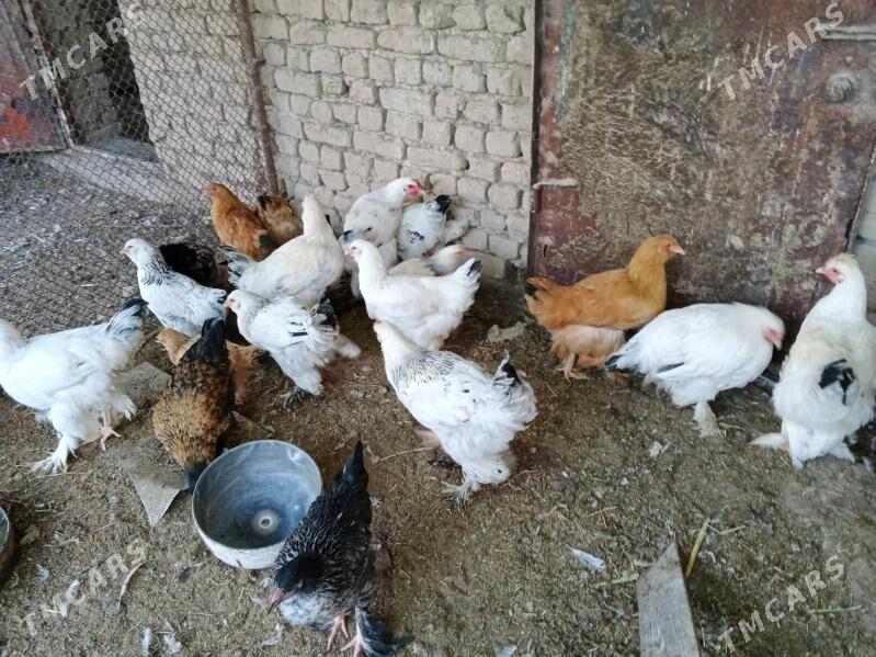 brama jüje - Wekilbazar - img 1