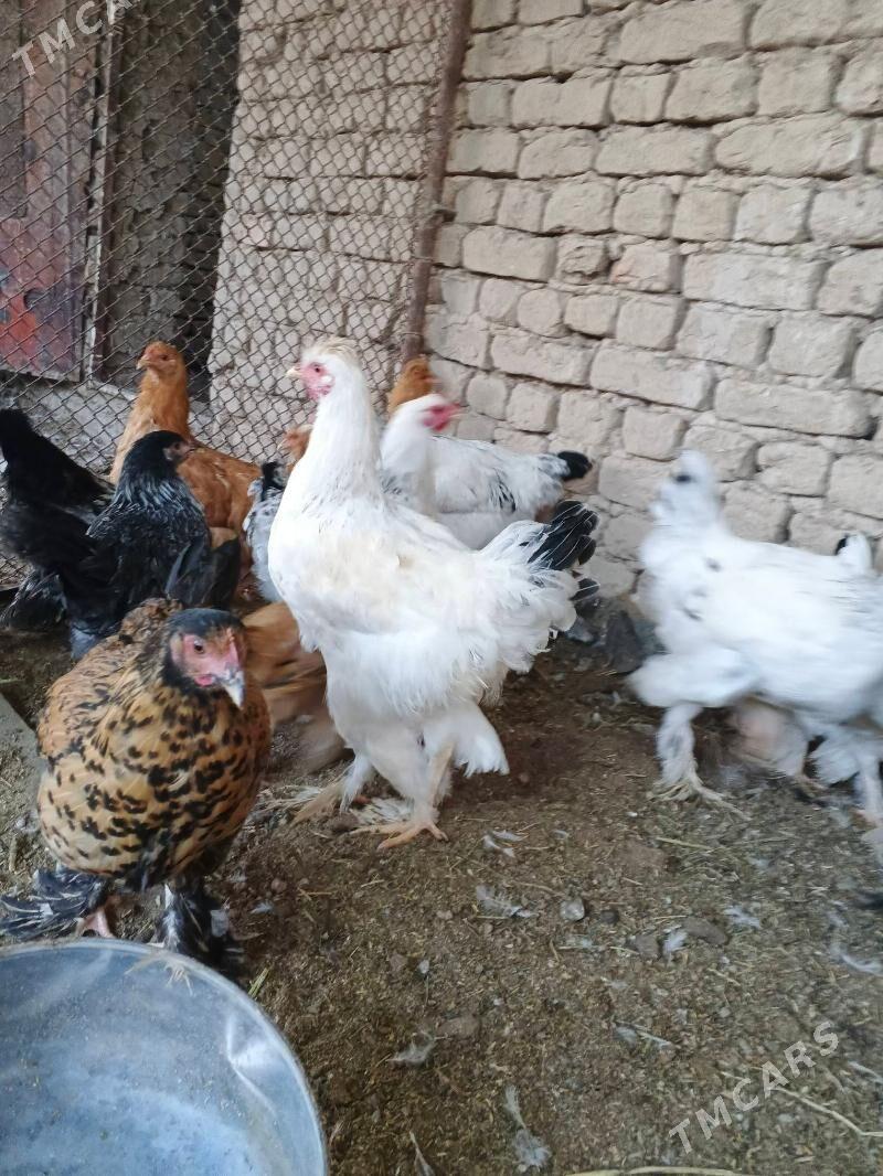 brama jüje - Wekilbazar - img 3