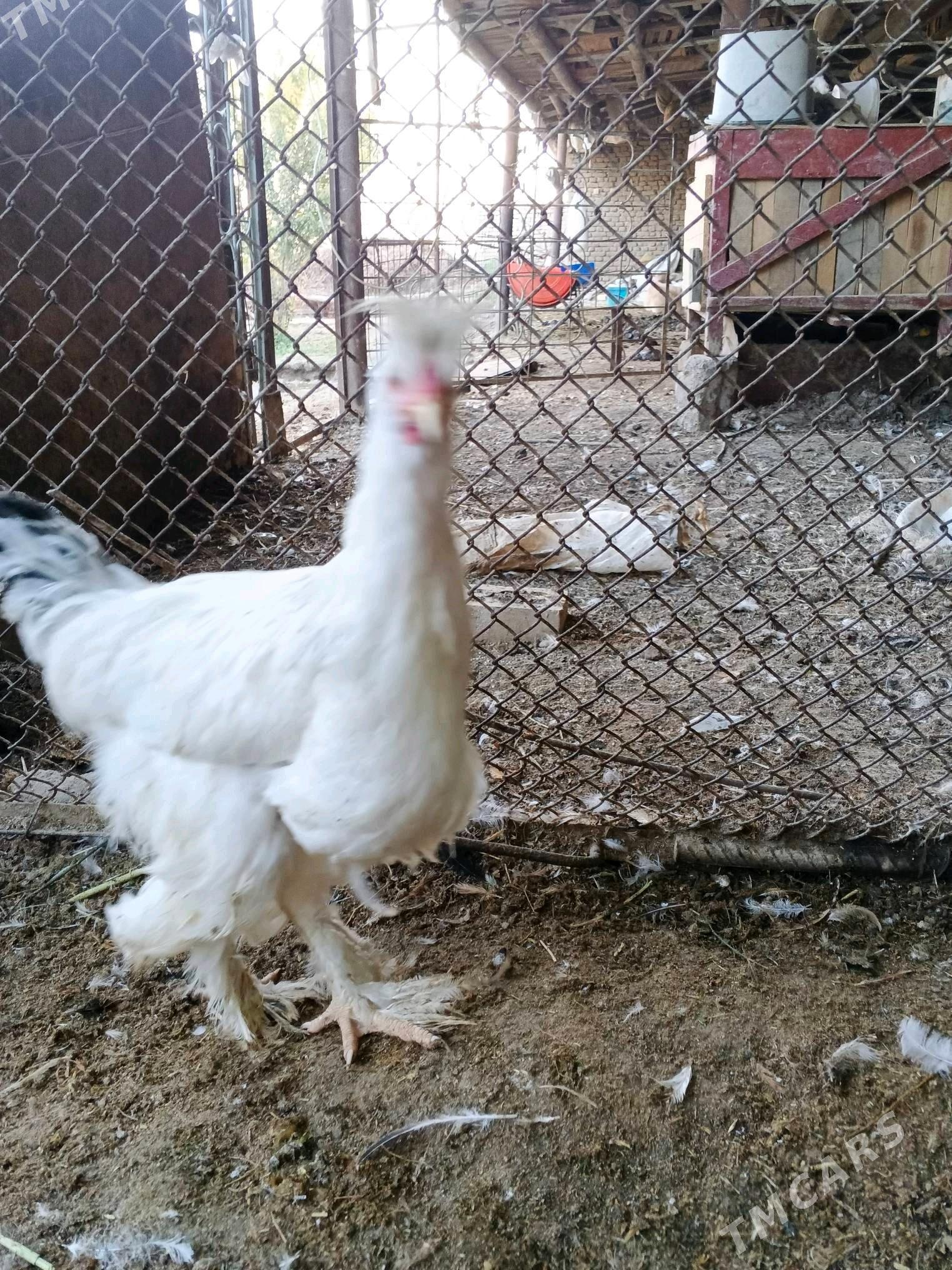 brama jüje - Wekilbazar - img 4