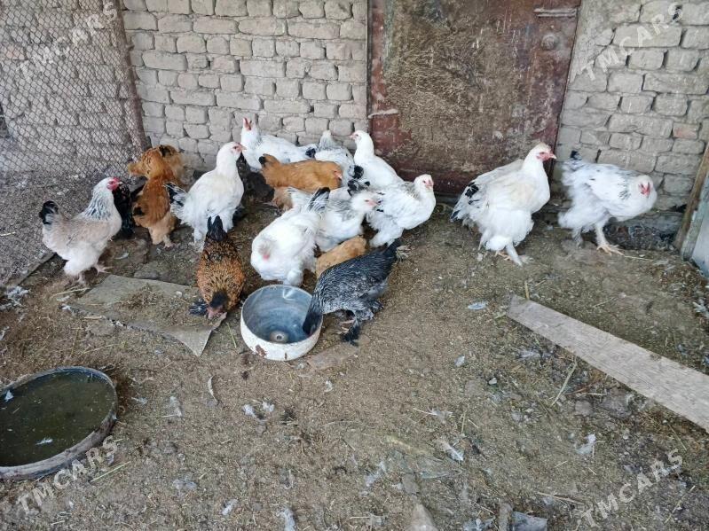 brama jüje - Wekilbazar - img 2