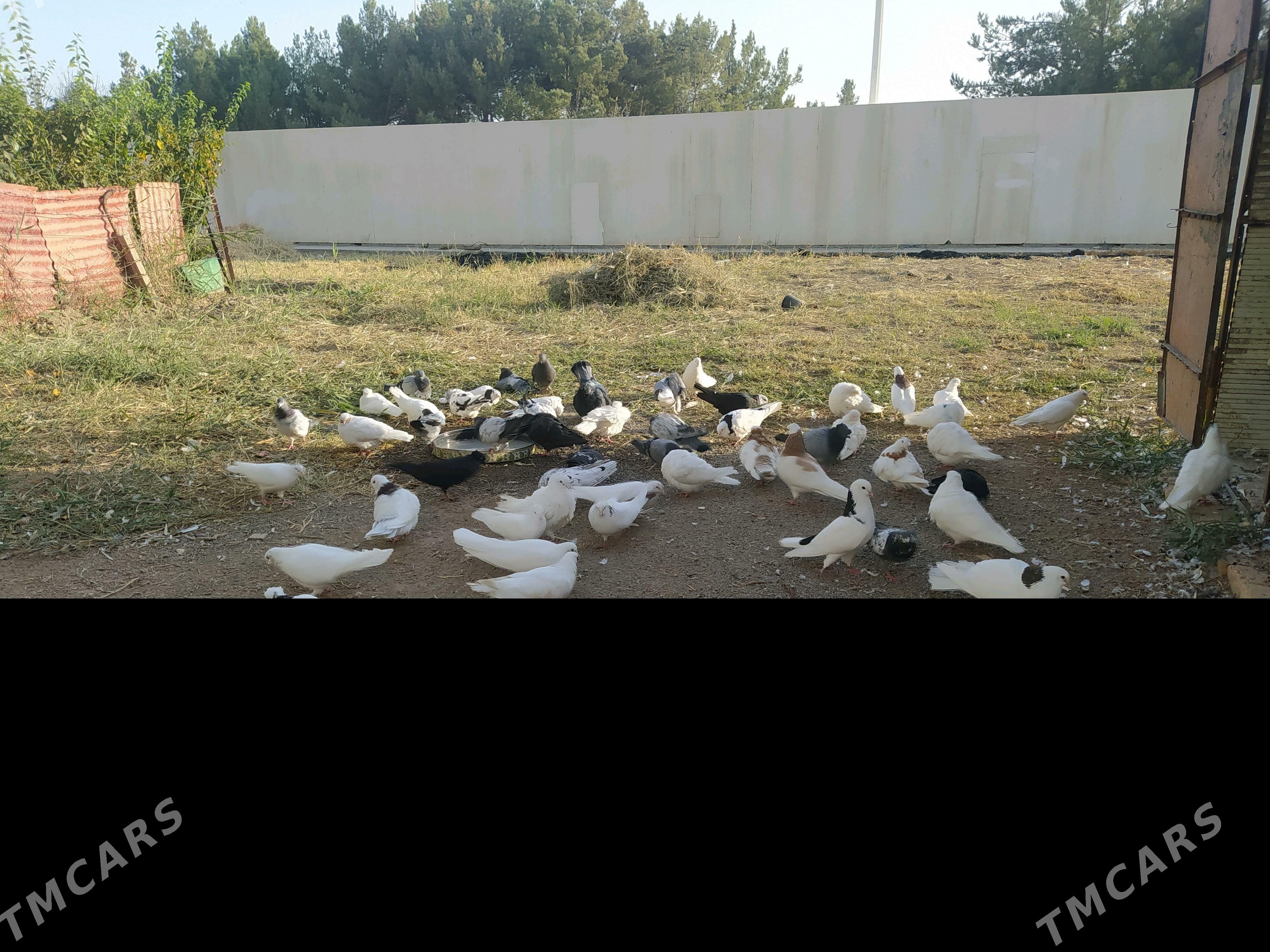 kepter - Türkmenabat - img 2