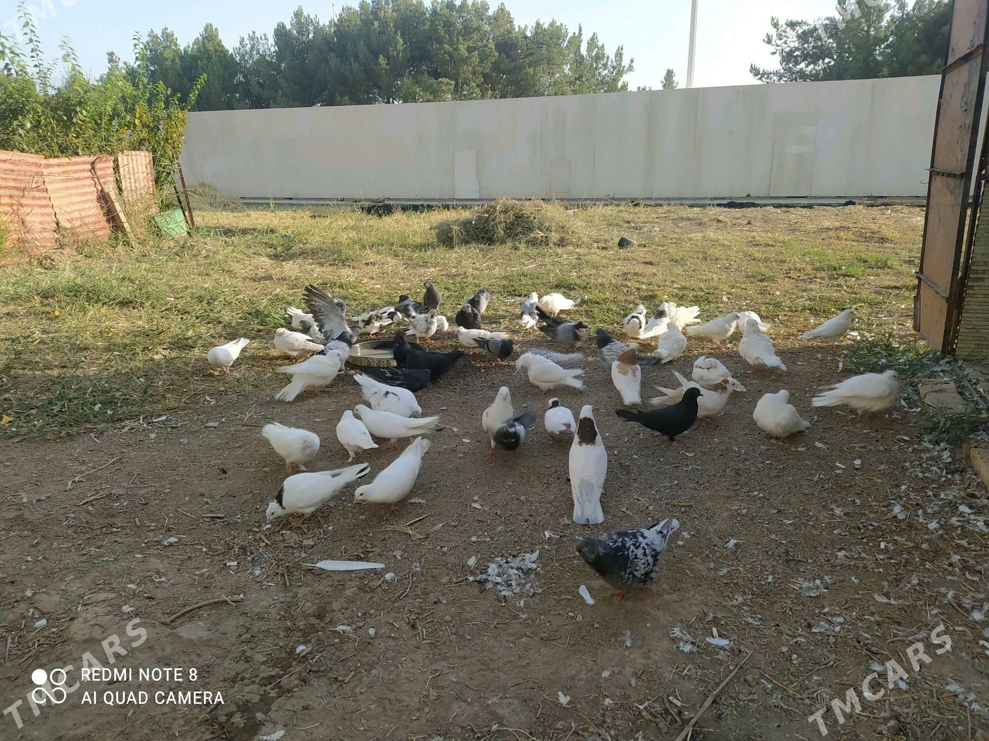 kepter - Türkmenabat - img 3