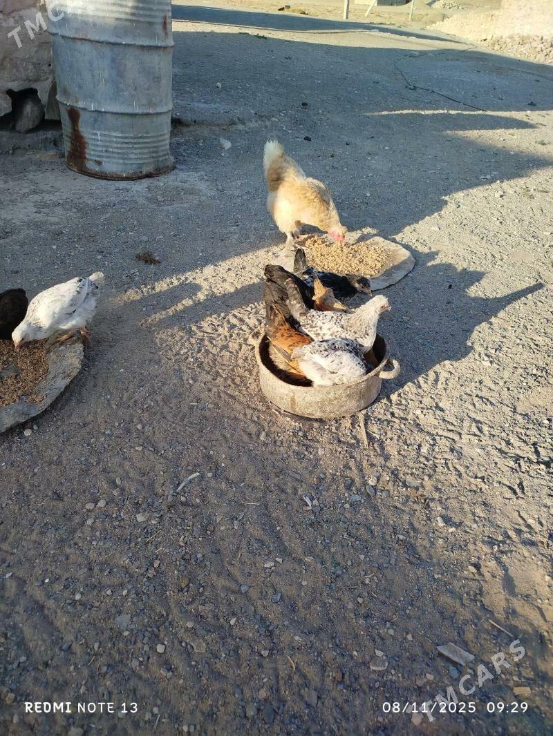 towuk - Джебел - img 6