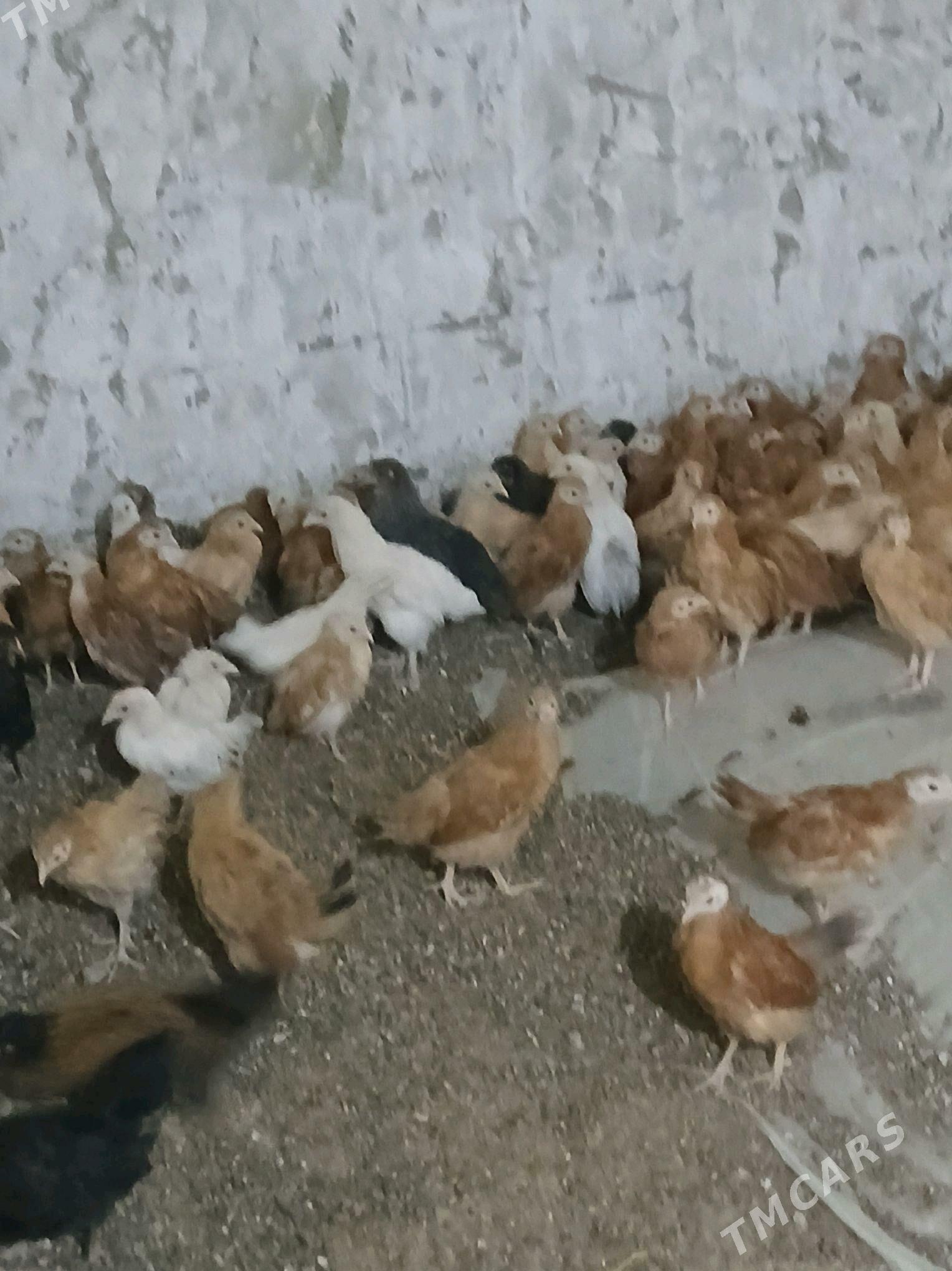 jüýje - Bäherden - img 2